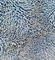 Niebieska tkanina z mikrowłókna Skręcona 450gsm Mop 80% poliester 20% poliamid Tkanina