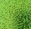 Mikrofibra 650gsm Zielony Mały Chenille Składany 13 * 47cm Oxford Pocket Wet Mop Pads